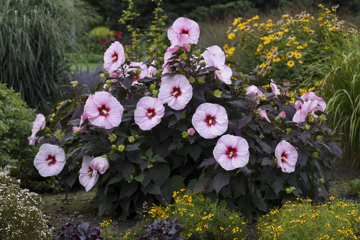 Hibiscus